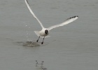 VWG vogelreis Oost Duitsland mei 2010 017